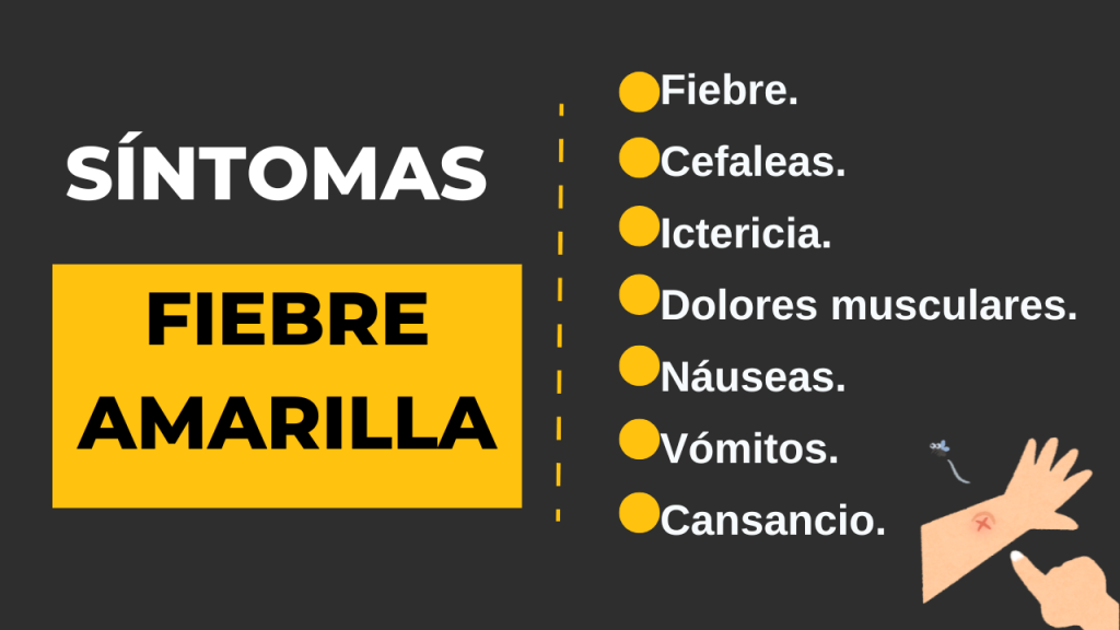 Síntomas fiebre amarilla
